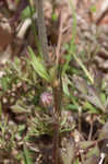 Carolina anemone